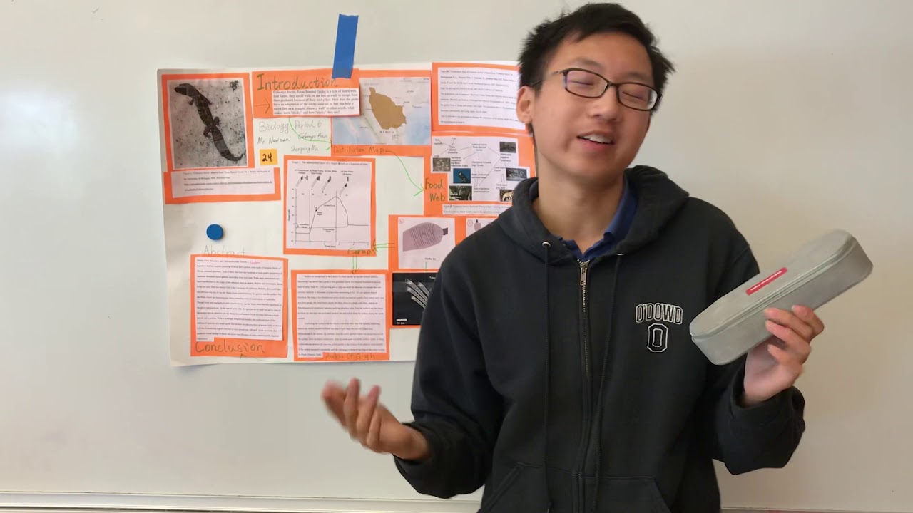 Coleonyx brevis Biology Animal Project