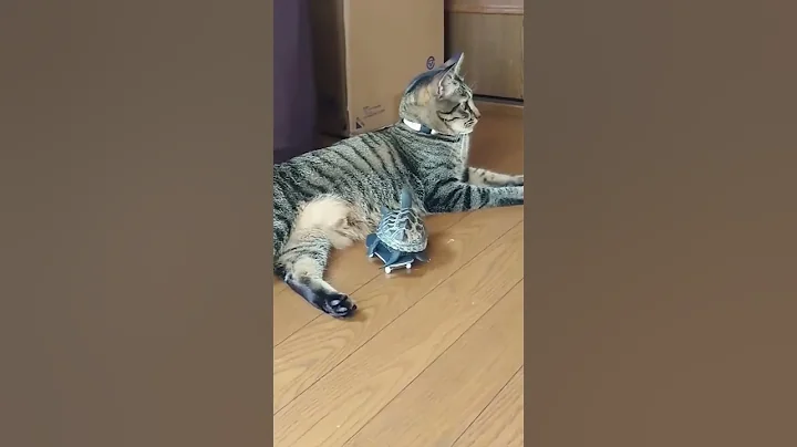 Part 60 #funny #cat#ForYouPage