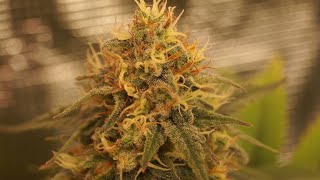 Marshydro Sp3000 Review Test Week 6