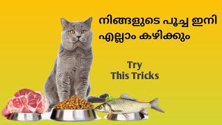പൂച്ചകൾ എന്തും കഴിക്കാനുള്ള ട്രെയിനിങ് | How to Transition Your Cats To A Different Diets by MEHRIN'S CATTERY 39,680 views 2 years ago 13 minutes, 16 seconds