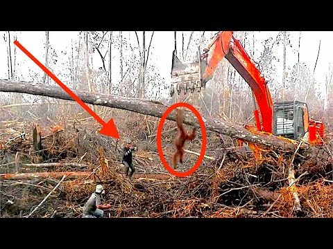 9 Habitats That Were Ruthlessly Destroyed