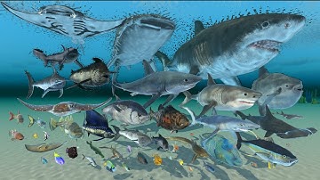 Sea Fish Weight Comparison - 3D Animal Animation Comparison
