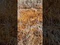 19 октября 2024.Береза плачет