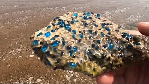 大慶趕海，撿到一塊藍色石頭，感覺要發財了趕緊帶回家鑒定一下【大慶趕海】 - 天天要聞