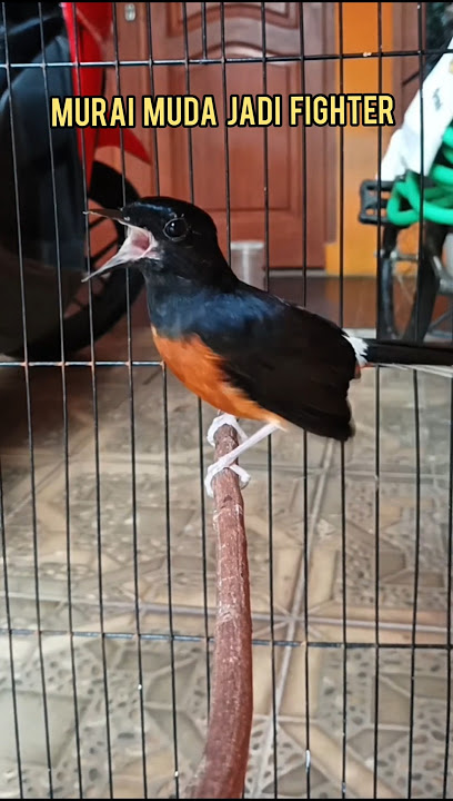 Pancingan melatih murai muda jadi fighter#murai#muraifigther#Shorts