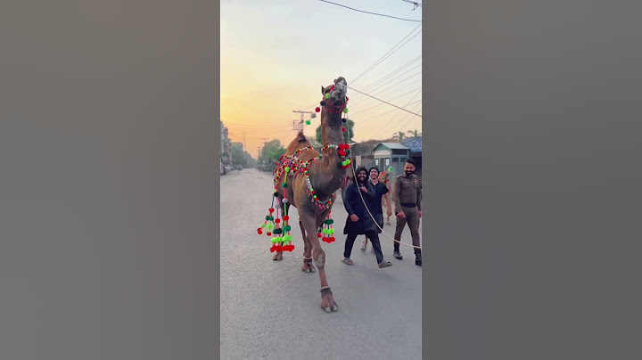 Camel dance 🪩❤️🐪❤️ #viralshort #foryou #punjabisong #trending #automobile #cameldance #dance