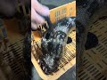 ヤイトハタを絞める編 vol.725