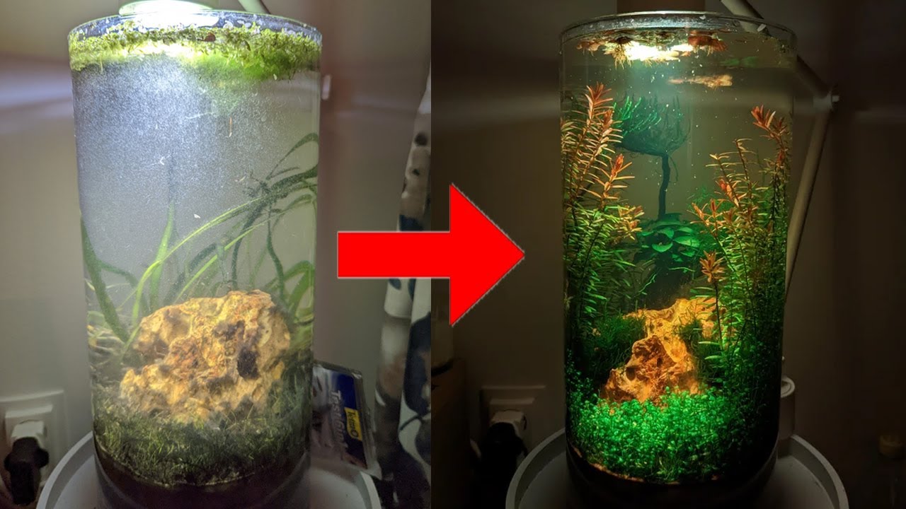 The Heaven Ascendant Jarrarium E1 "Origins" (Premium Aquarium Based Content) YouTube