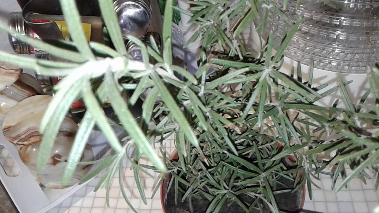 Розмарин, применение - YouTube