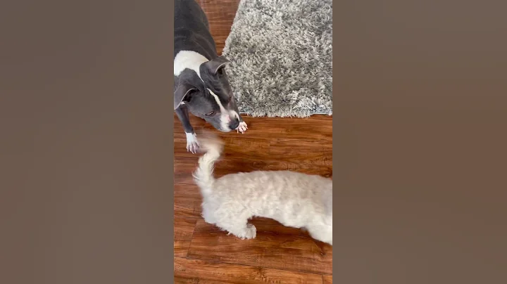 Tap Dancing Pittie