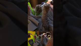 Dog rescued from house fire and given oxygen mask