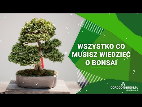 Wideo: Jak rozpocząć uprawę drzewka Bonsai (ze zdjęciami)