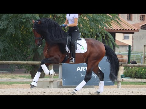 MAESO • BREATHBREAKING stallion PRE For sale | Pirofree & clean X-rays | with Bombproof behavior