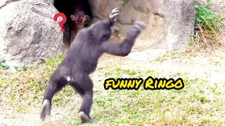 Ringo :偶表演青蛙跳給妳們看🐸😆🤣💦#Djeeco#ゴリラ#迪亞哥#金剛猩猩#taipeizoo #gorilla #台北市立動物園