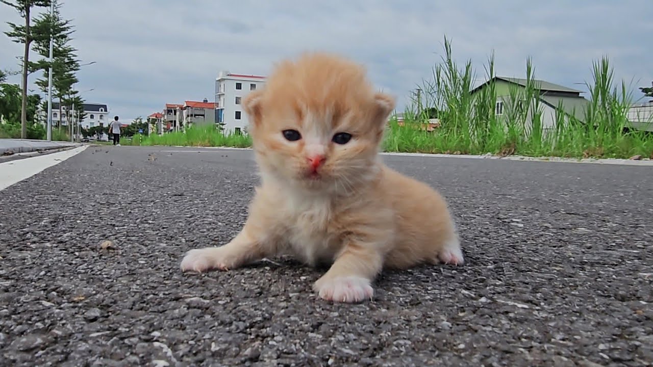 I adopted stray kittens, the kittens were so cute after being rescued,