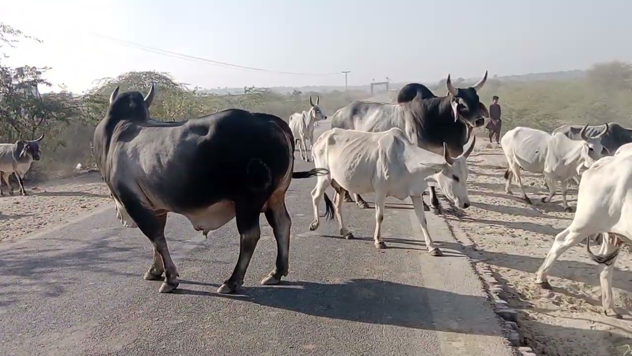 Beautiful Desert Cows Walking Gracefully to Drink Water 🐄💧