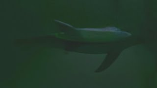 Fixed Weredolphin Transformation Asmr Read Description