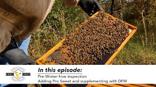Inspecting a 🐝 Hive to prepare for winter - Tips and tricks from a beekeeper