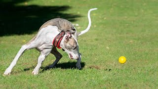 Agility Training for Whippets: How to Prepare for Success!