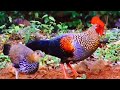 Gray Junglefowl, endemic to India, inherits its colorful plumage from living near tropical forests