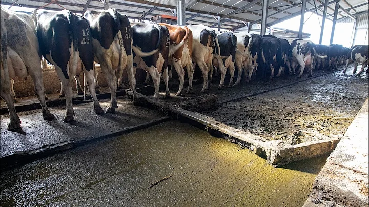 20 years on and the CleanSweep Manure Scraper system is still perfect