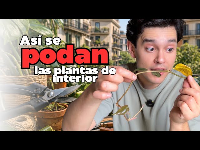 How to properly prune indoor plants (Monstera, Pothos, Philodendron and  more) - YouTube