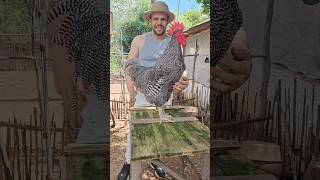 Os Galos Das Raças Mais Queridas