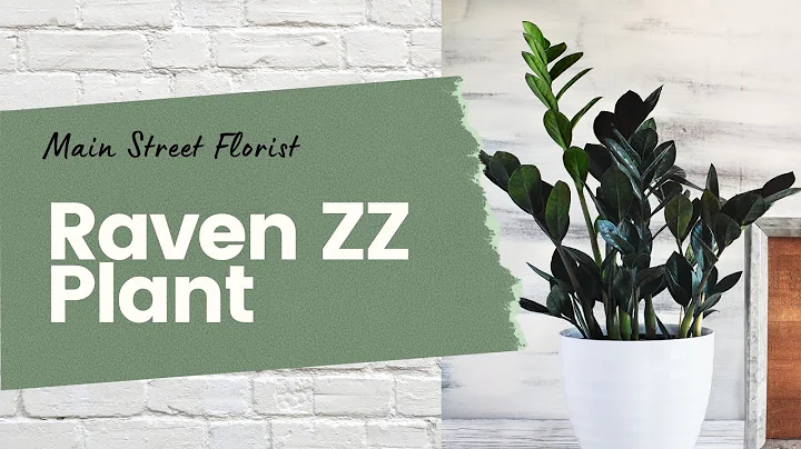 Quick Tips for Raven ZZ Plant Care | Beginner's Guide