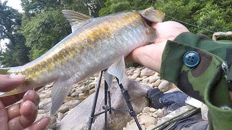 Pha Diều Em PaMi Quá Phê | Cá PaMi Thượng Nguồn Sông Kôn