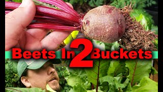 How To Grow Beets In Buckets Part 2  Maintenance and Harvest