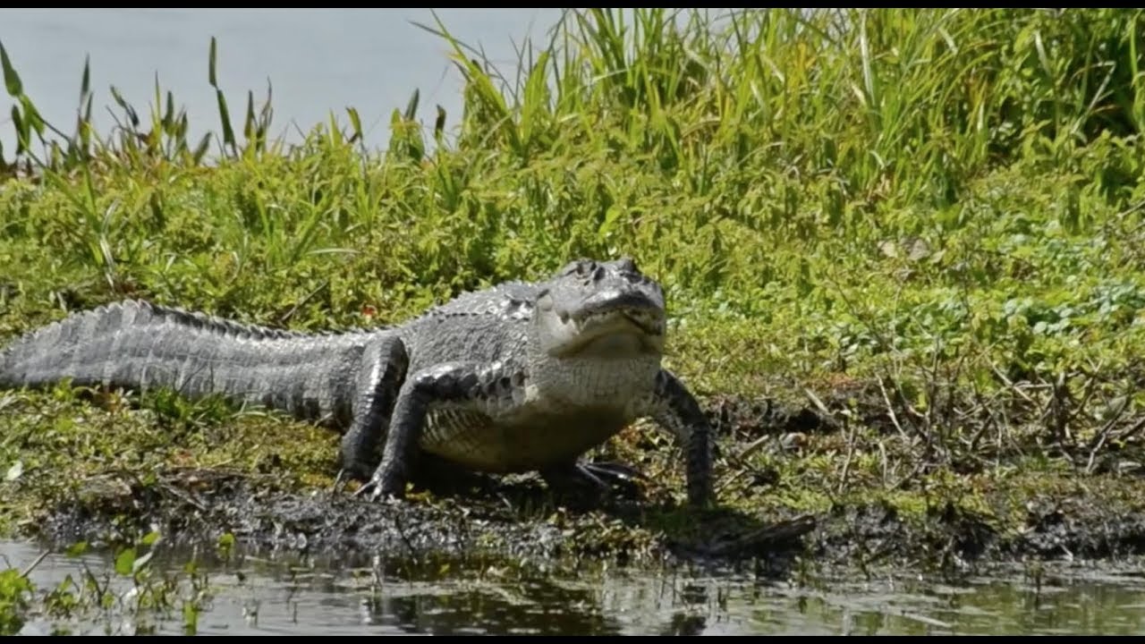 Safely Viewing Kiawahs Alligators Youtube