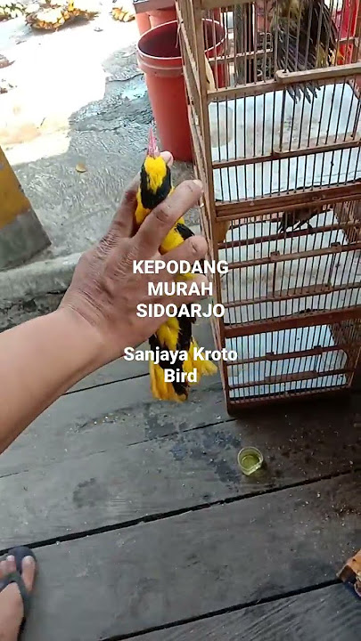 KEPODANG MURAH SIDOARJO