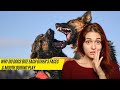 Why Do Dogs Bite Each Other&#39;s Faces &amp; Mouth During Play
