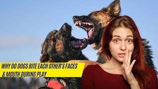 Why Do Dogs Bite Each Others Faces & Mouth During Play