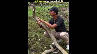 Why King Cobra is Called the King 🤯