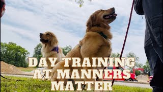 Day Training At Manners Matter Dog Training