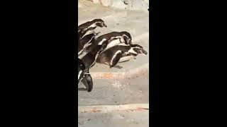 浮気現場を見られ修羅場と化したペンギン達の日常