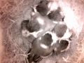 Birdcam_2010-05-10_06-58-59.wmv