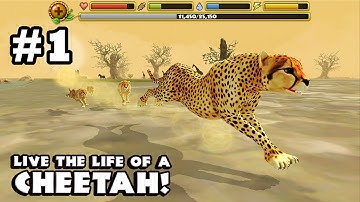 Cheetah Simulator By Gluten Free Games - Android & iOS - Gameplay Part 1