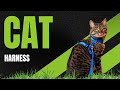 Buraq Basic Full Body Cat Harness with Leash Set for Walking