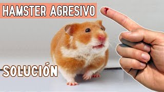 Mi HAMSTER es AGRESIVO y ANTES NO  9 CAUSAS