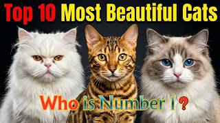 Top 10 Most Beautiful Cats in The World — Ranked! 🏆🐱