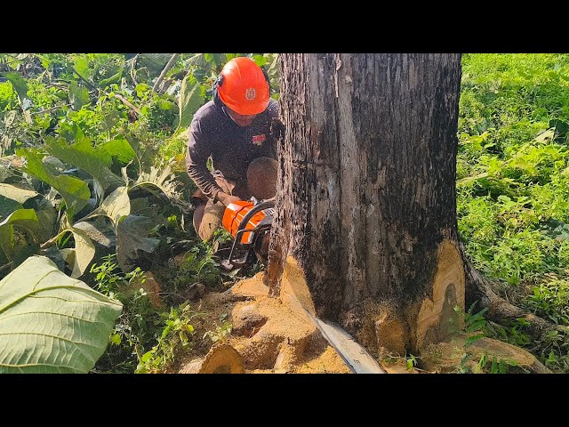 amazing beauty ‼️ best quality old teak tree cutting - stihl ms 881 class=