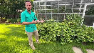 The Difference Between Pruning, Trimming, Deadheading, and Cutting (Part 4)