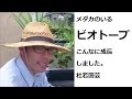 こんなに成長しました！はじめてのビオトープキット　１か月後　メダカも生まれた！　杜若園芸