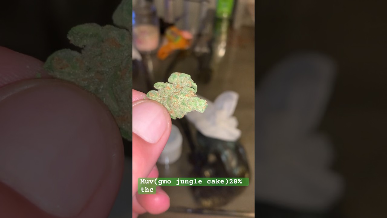 Muv (gmo jungle cake)28%thc