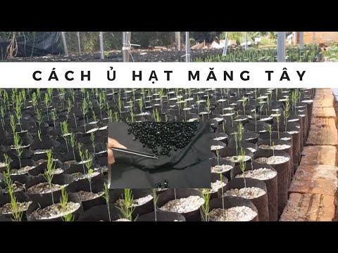 Video: Tôi phải làm gì nếu hạt của tôi không nảy mầm?