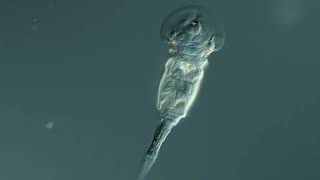 Squatinella Rotifer