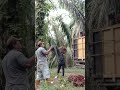 Di bilangin malah cerewet//cerita muat sawit