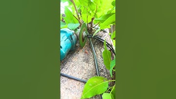 How to Remove Wire from your TREE #savetrees #environmentalawareness #greenindia #shortvideo